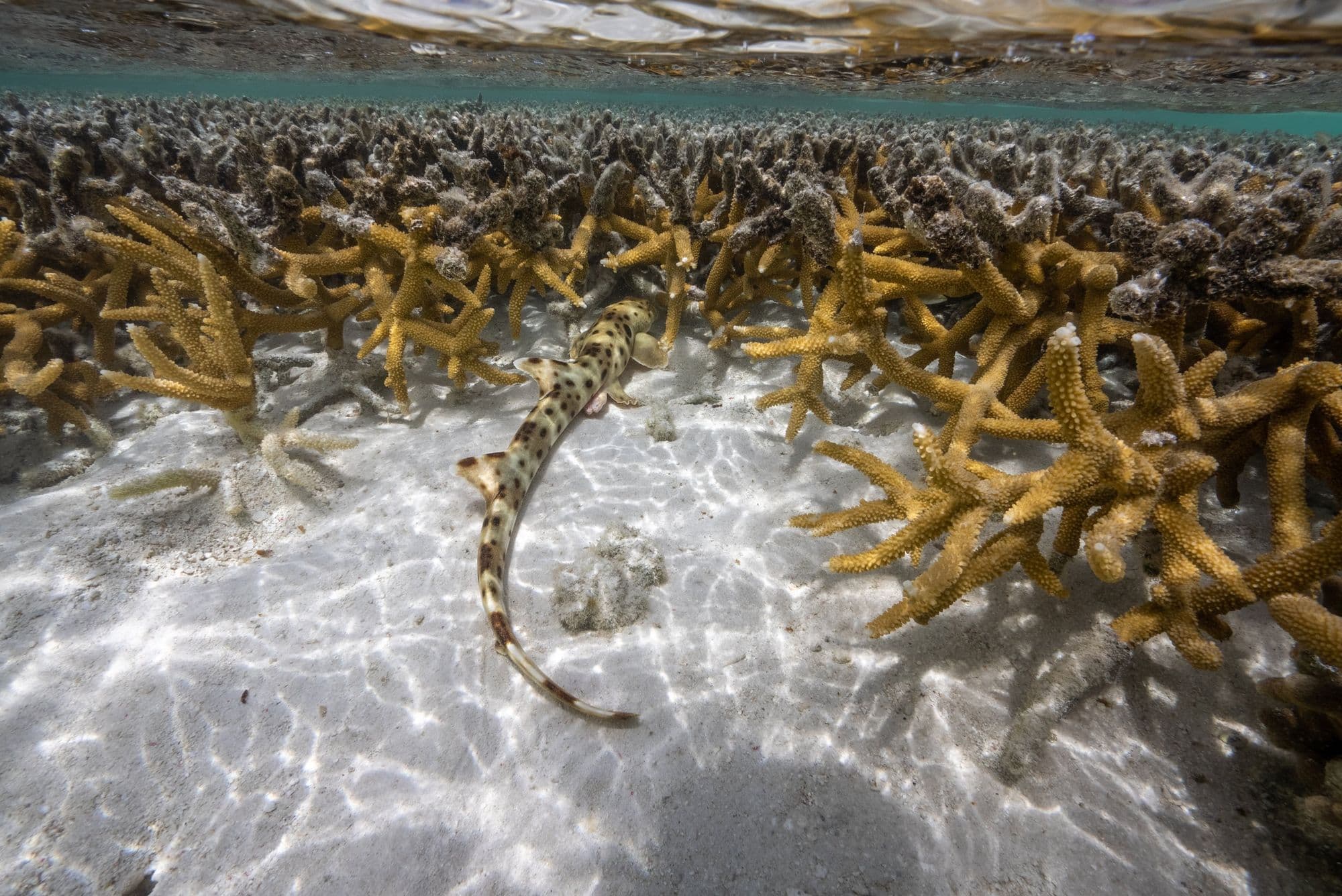 Epaulette Shark Research