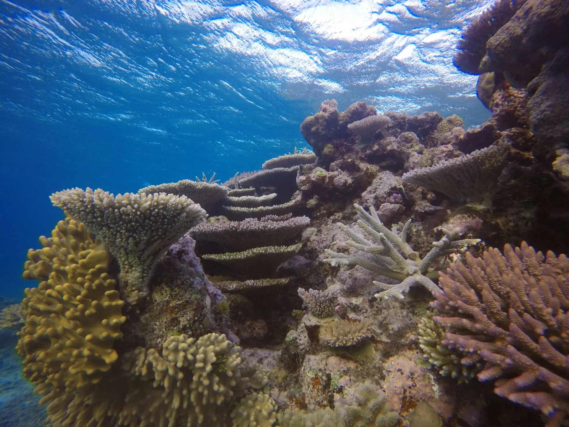 Great Barrier Reef Conservation